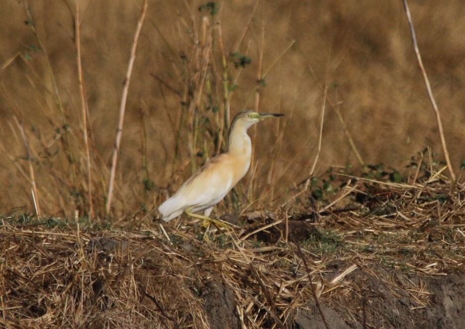 Squacco Heron - ML32627351