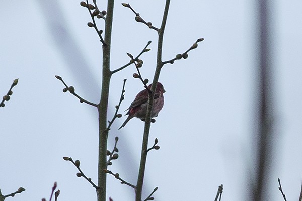 Purple Finch - ML326274051