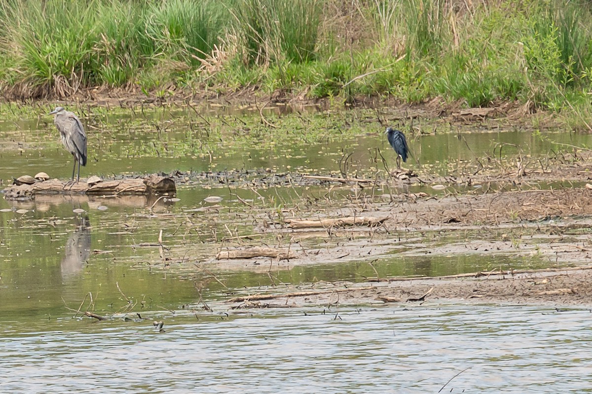 Little Blue Heron - ML326274071