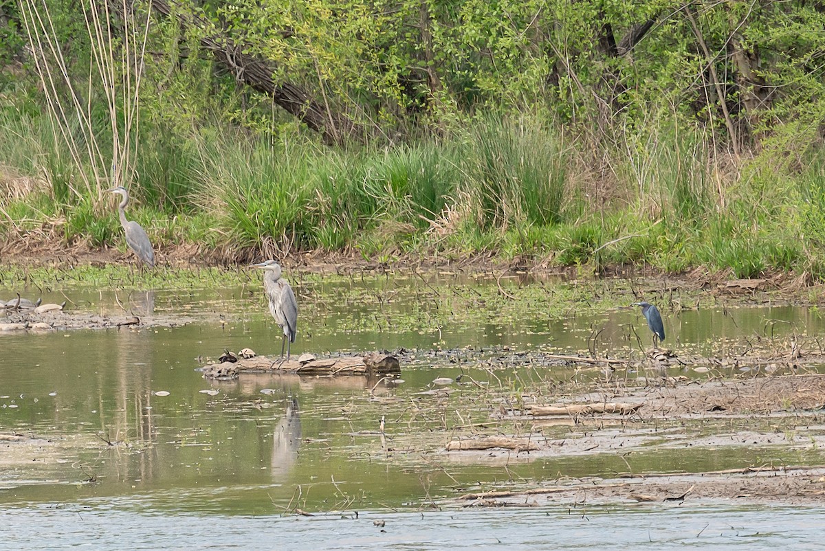 Little Blue Heron - ML326274081