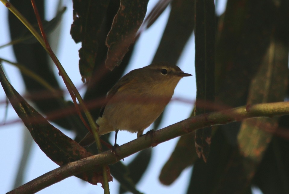 Iberian Chiffchaff - Alexandre Hespanhol Leitão