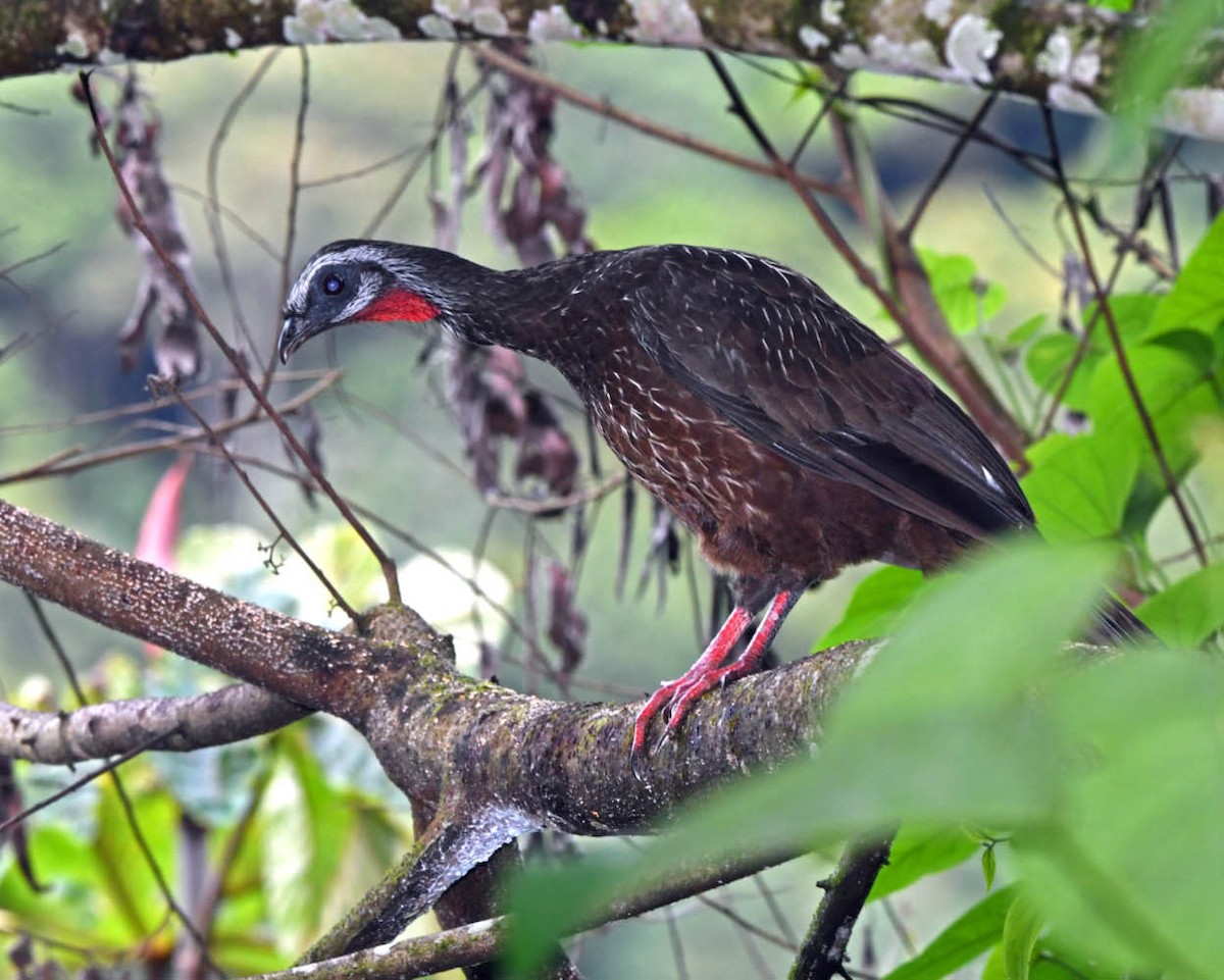 Andean Guan - ML326277471