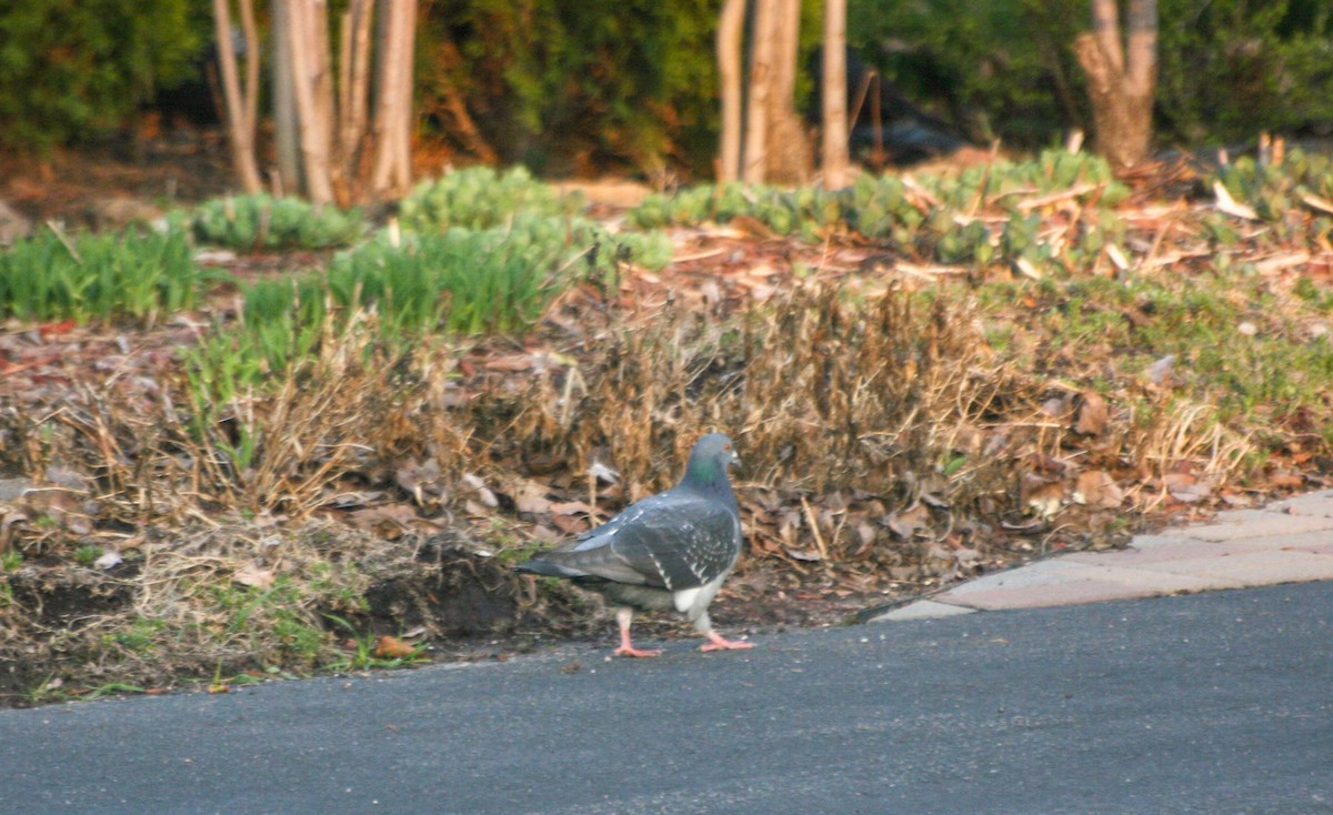 Rock Pigeon (Feral Pigeon) - Andrew Sebastian