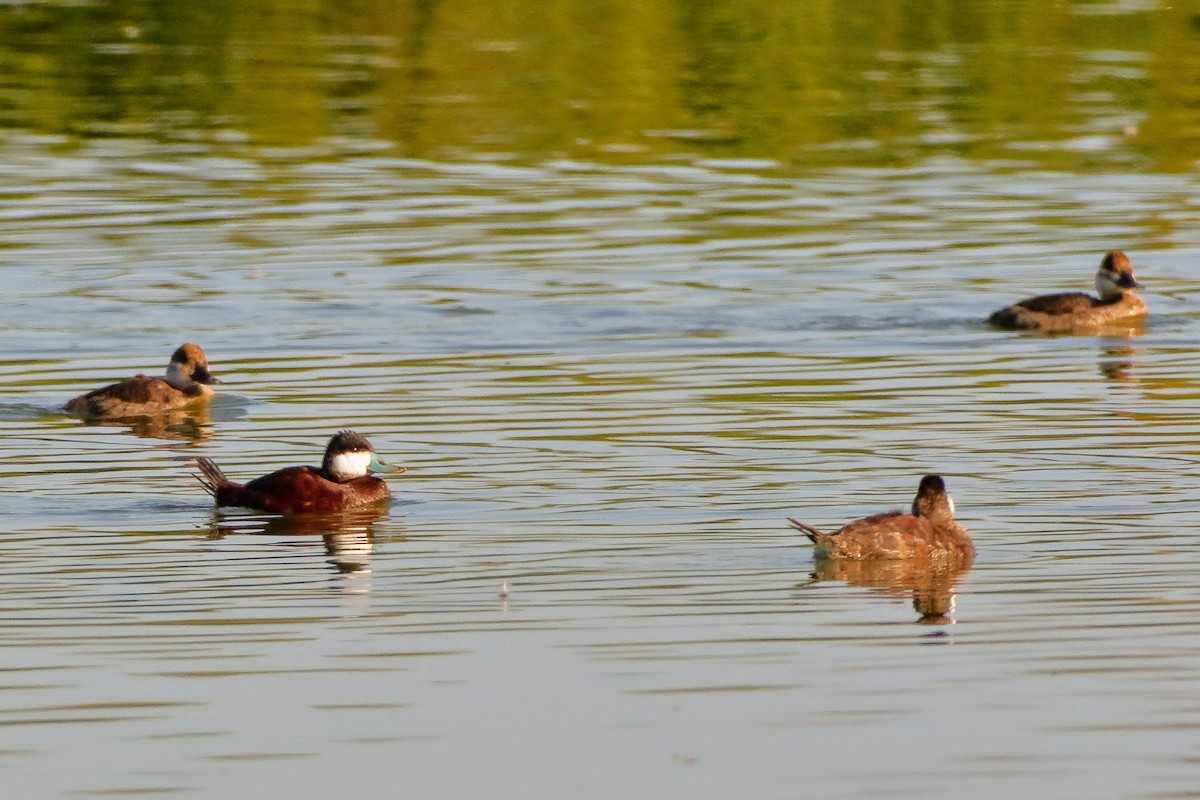 Ruddy Duck - ML326280411