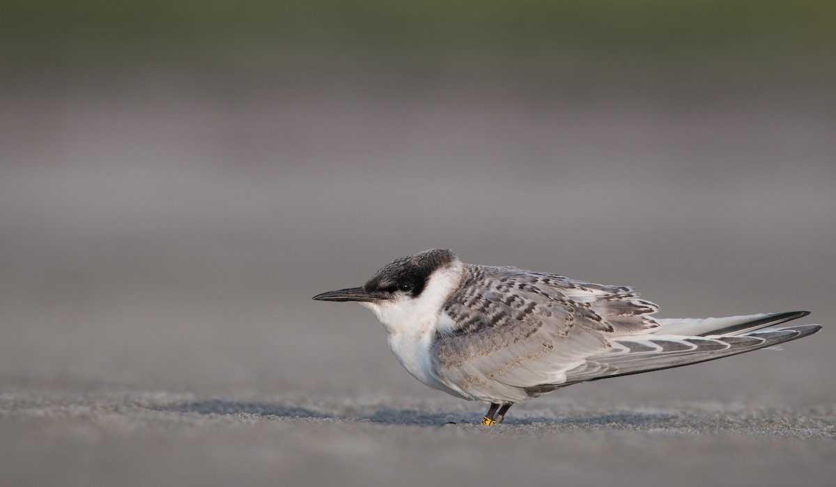 Roseate Tern - ML32628111