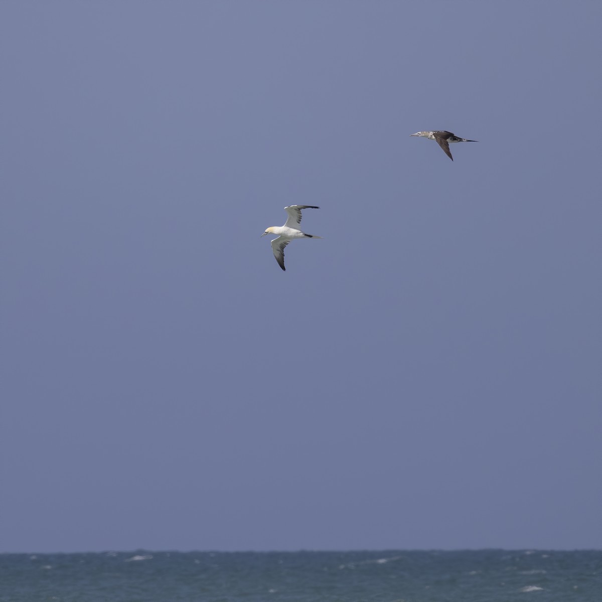 Northern Gannet - ML326283041