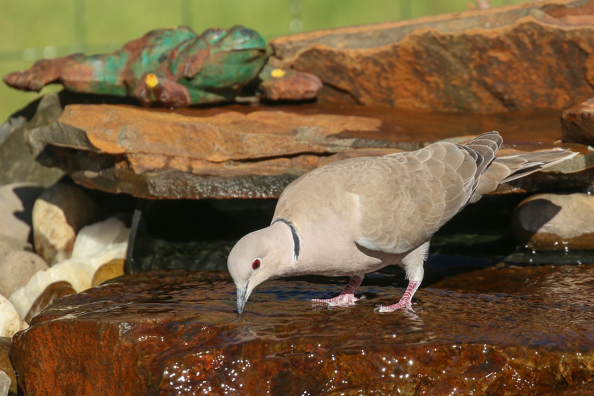 Eurasian Collared-Dove - ML326283961