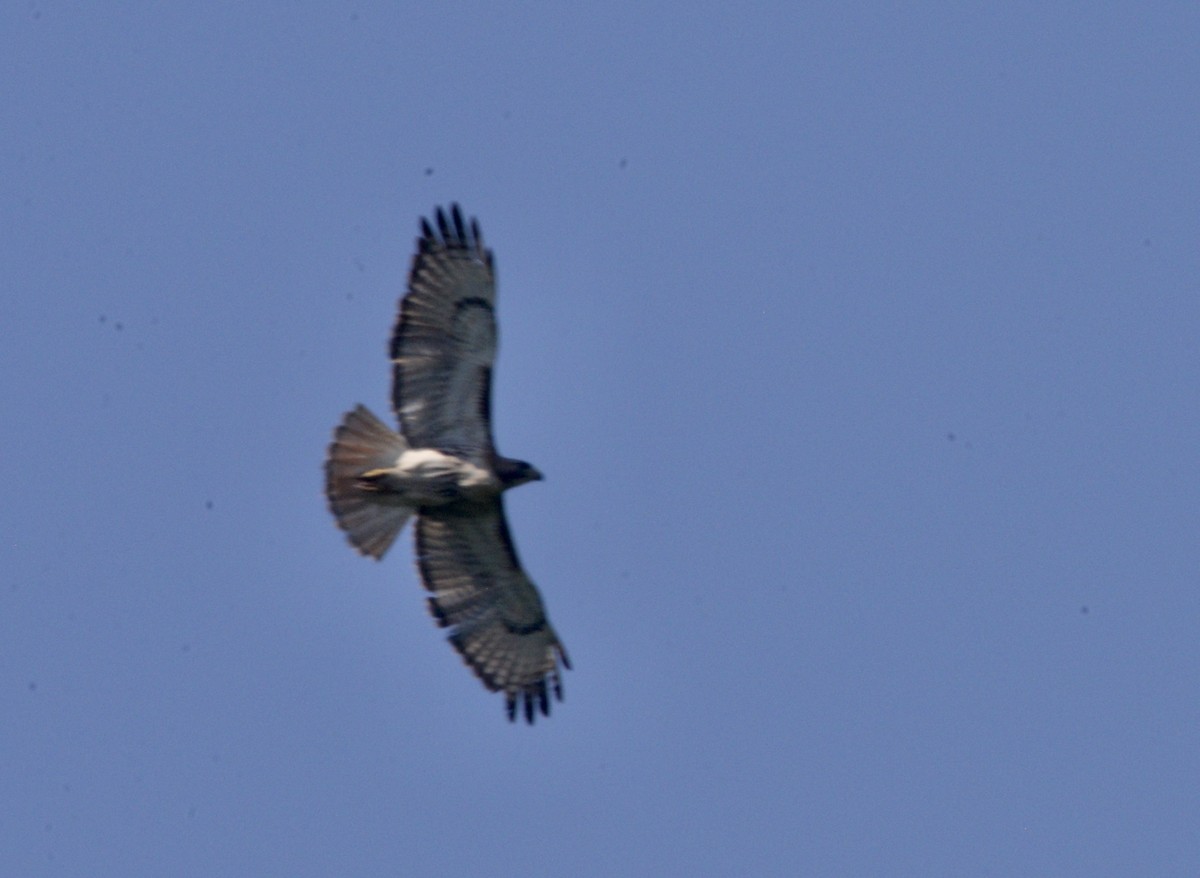 Red-tailed Hawk - ML326284461