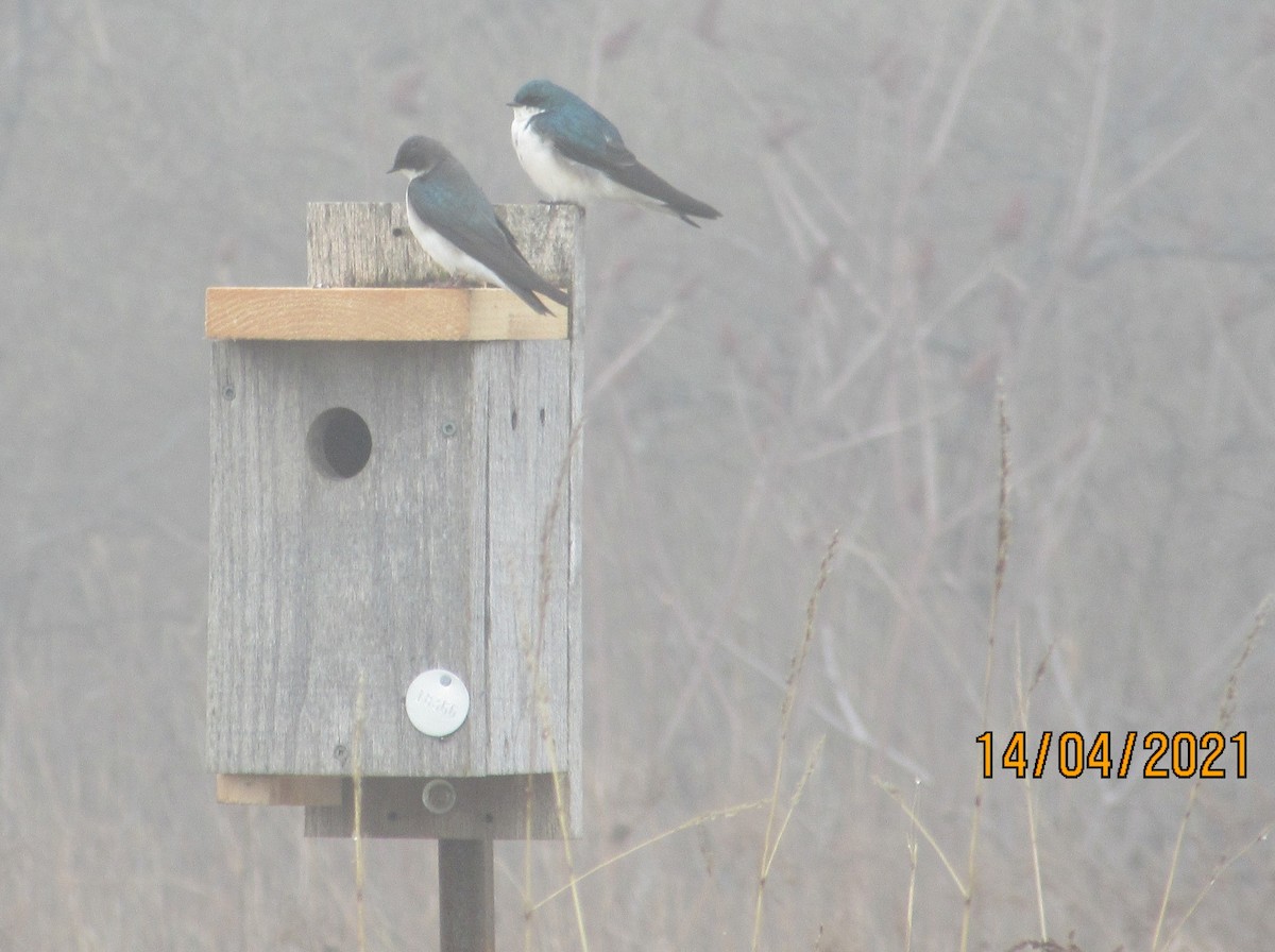 Tree Swallow - ML326284571