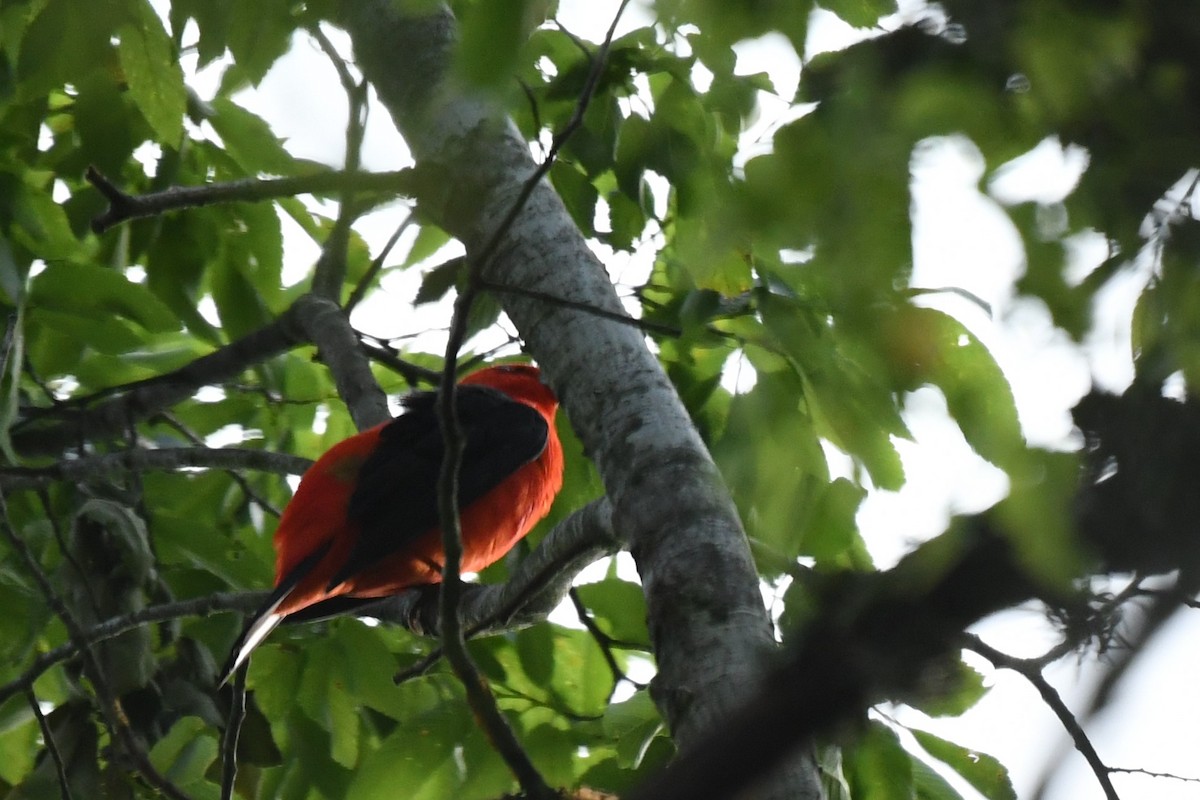 Scarlet Tanager - ML326285041