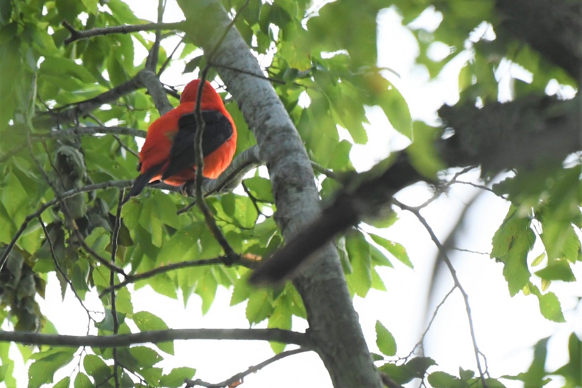 Scarlet Tanager - ML326285061