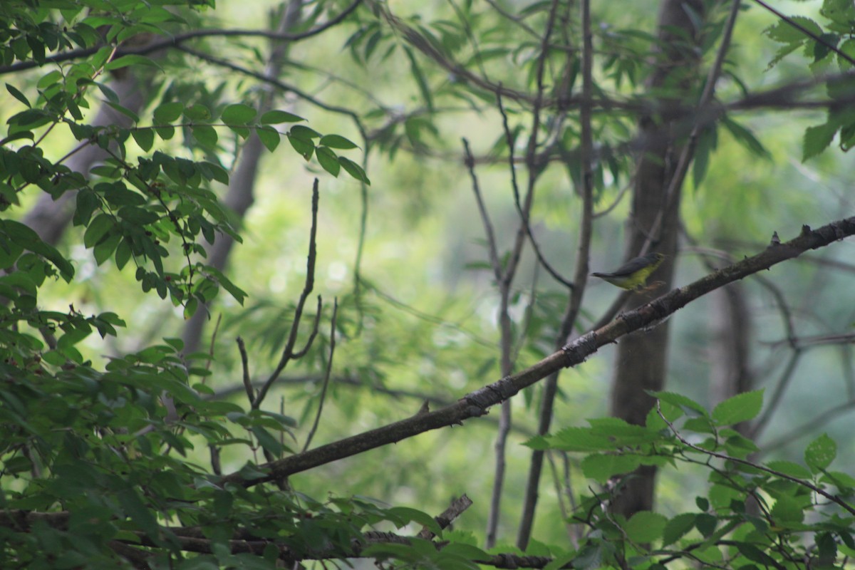 Canada Warbler - ML32628521