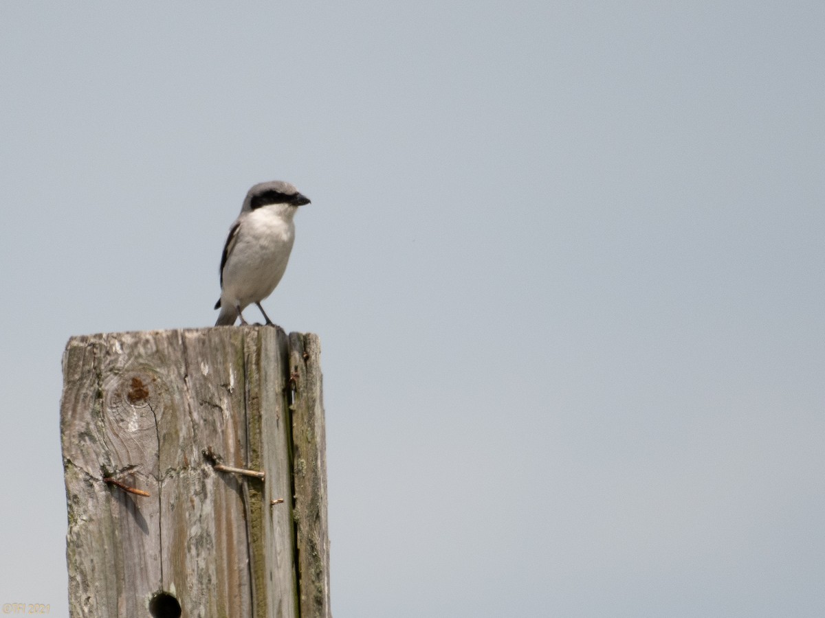 Loggerhead Shrike - T I