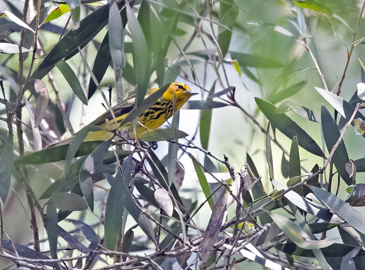 Cape May Warbler - ML326287171