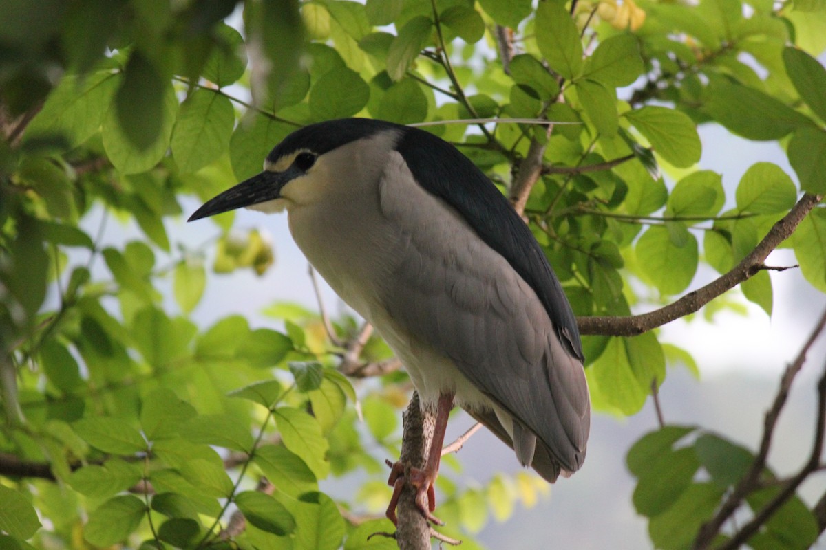 Black-crowned Night Heron - ML326287491