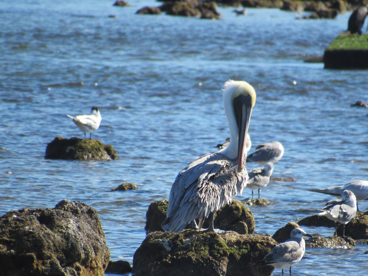 Brown Pelican (Atlantic) - ML326290251