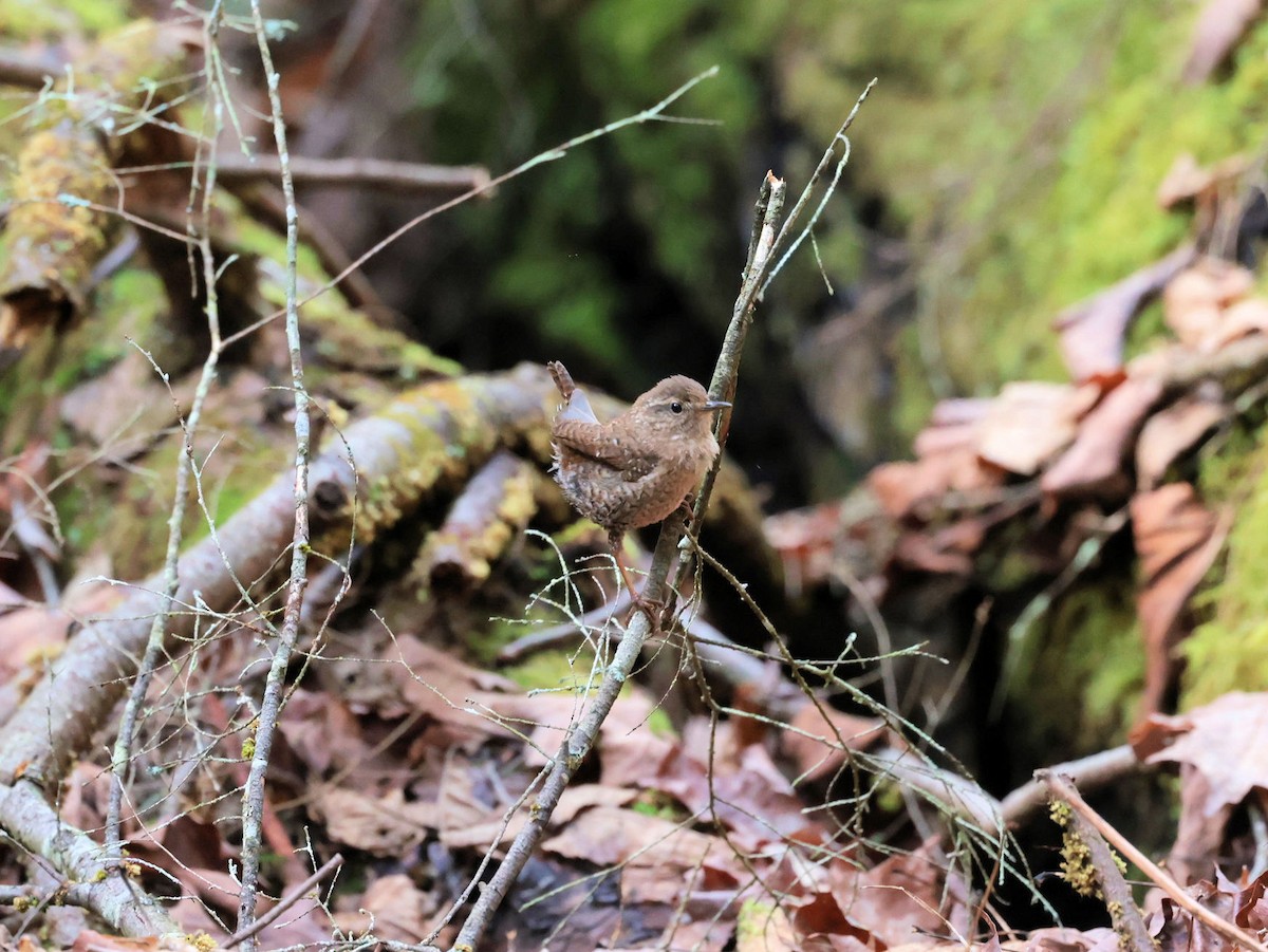 Winter Wren - Glenn Wilson