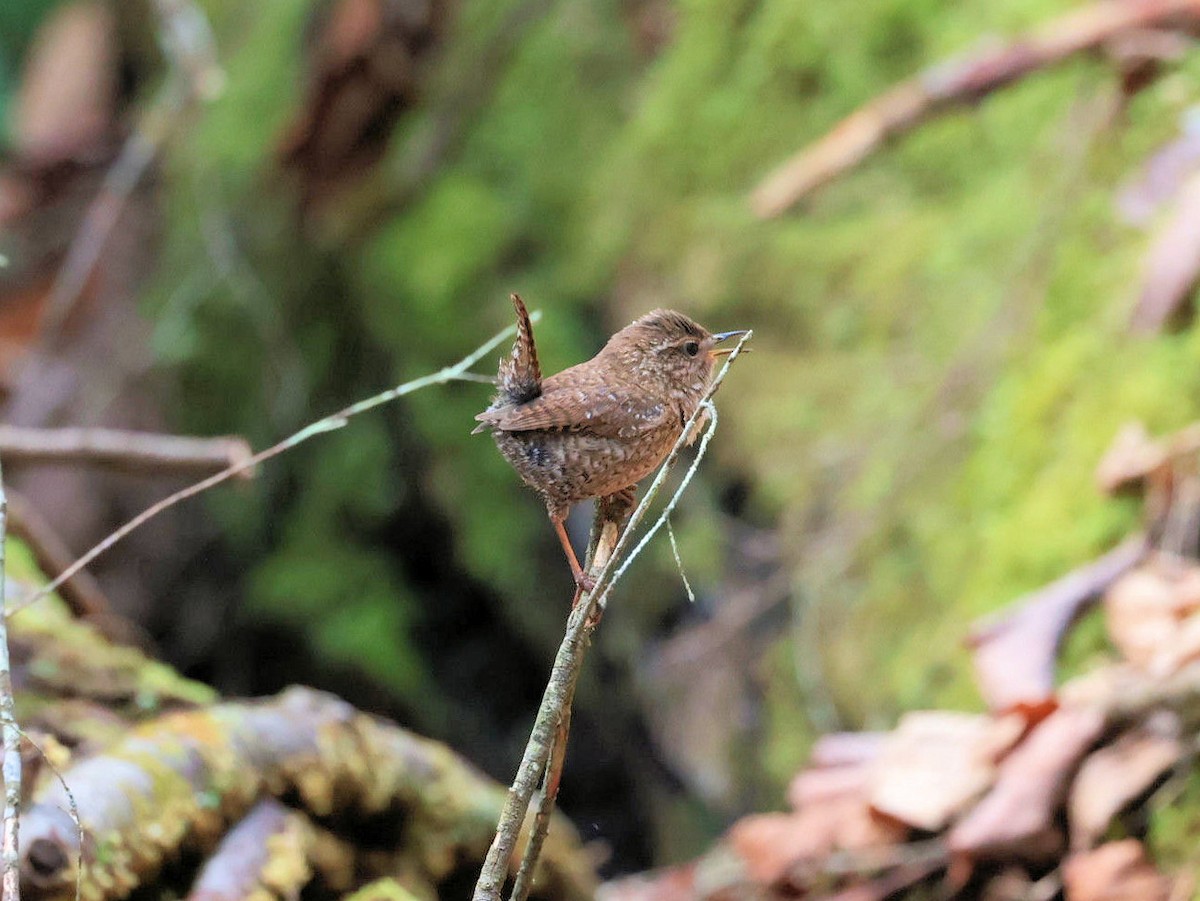 Winter Wren - Glenn Wilson