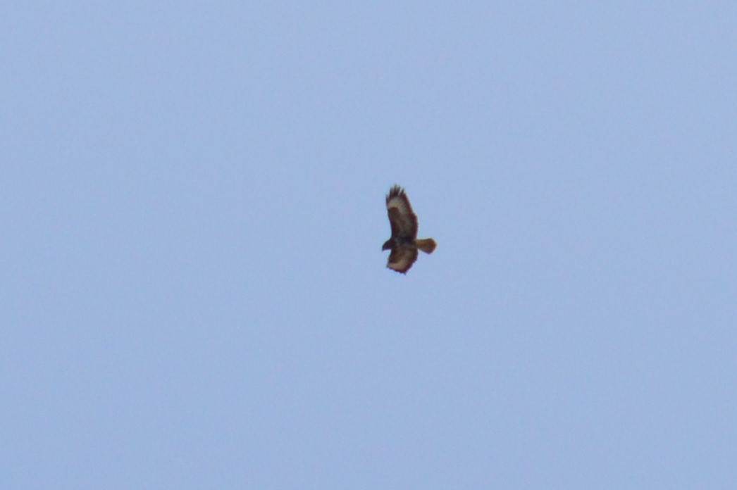 Common Buzzard - ML326291191