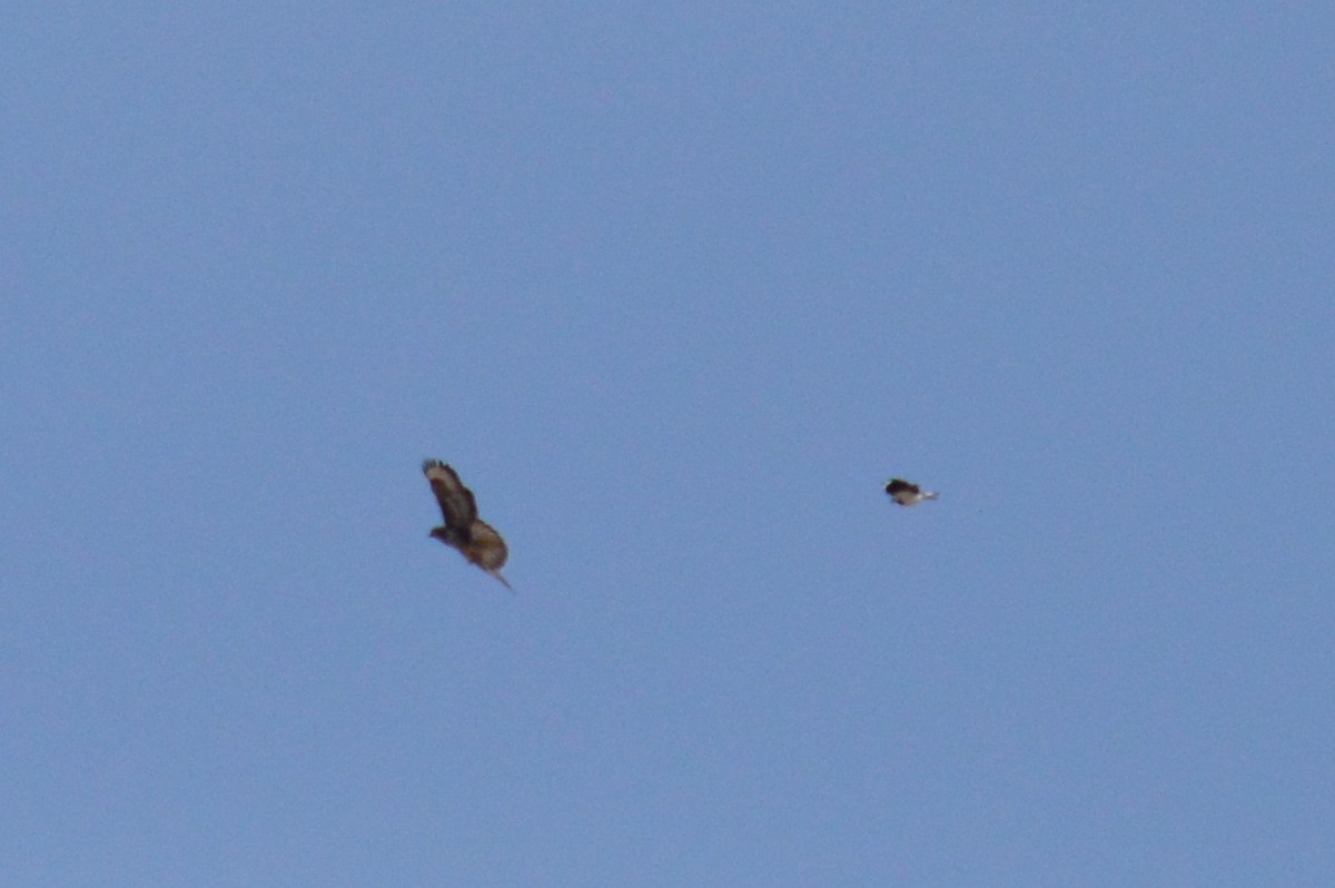 Common Buzzard - ML326291221