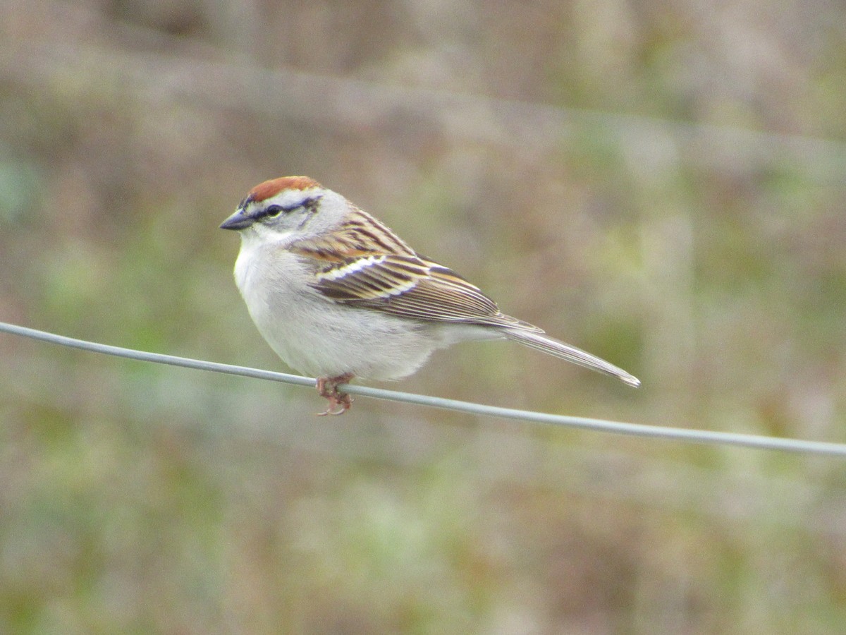 Chipping Sparrow - ML326293801