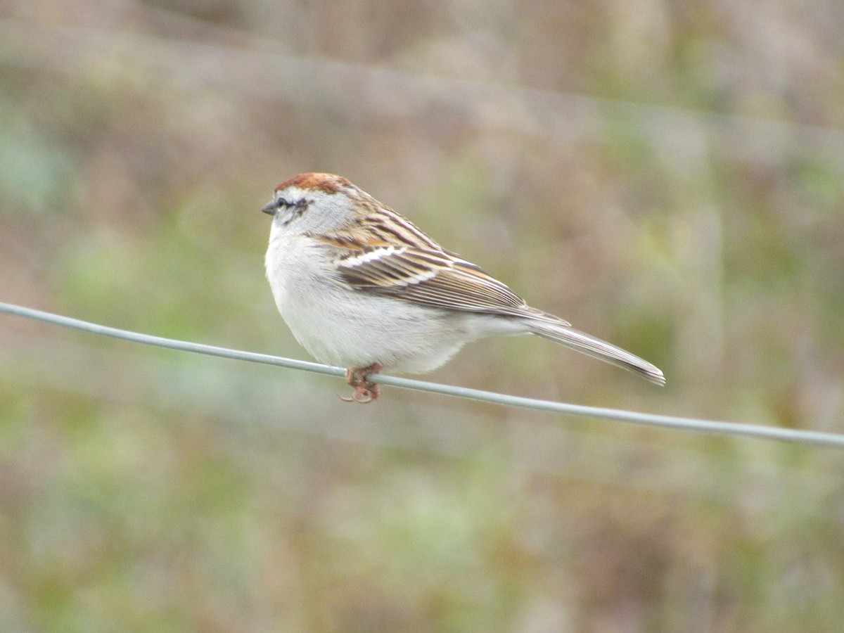 Chipping Sparrow - ML326293821