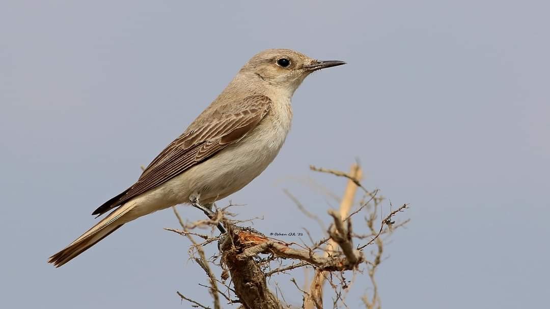 Hooded Wheatear - ML326294061