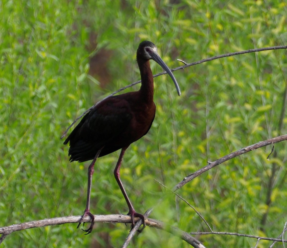 White-faced Ibis - ML326294531