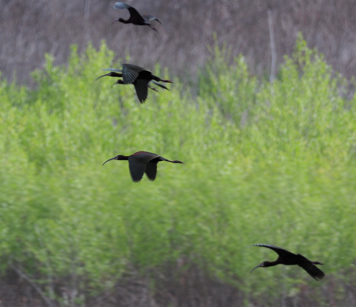 White-faced Ibis - ML326294831