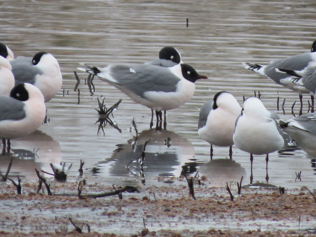 Franklin's Gull - ML326295331