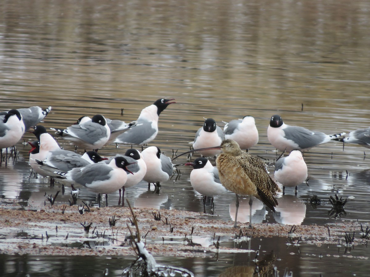 Franklin's Gull - ML326296111