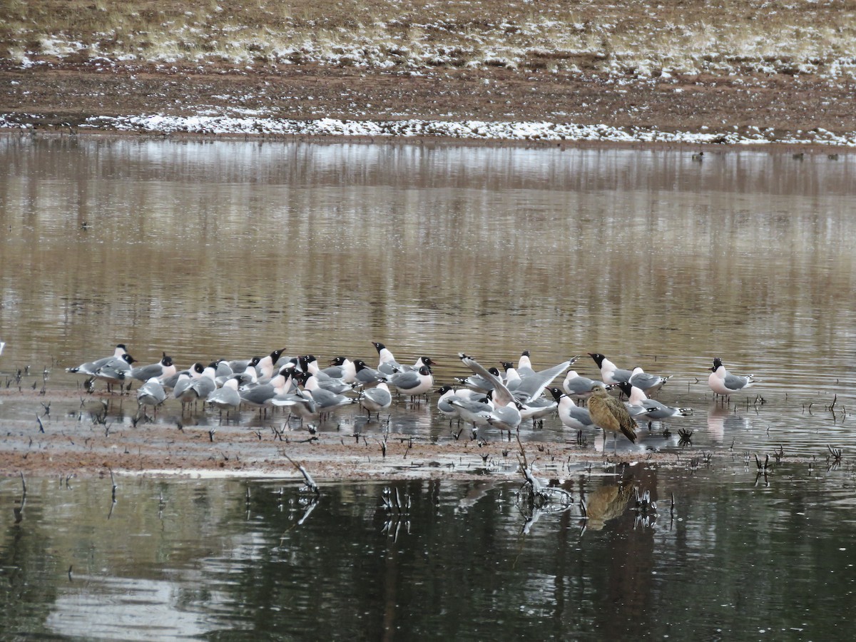 Franklin's Gull - ML326296201