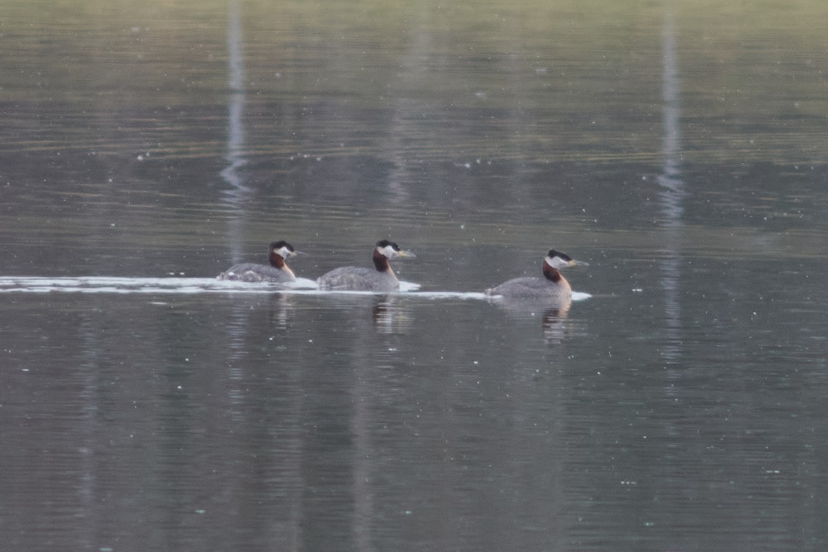 Red-necked Grebe - Ivan Wiljanen