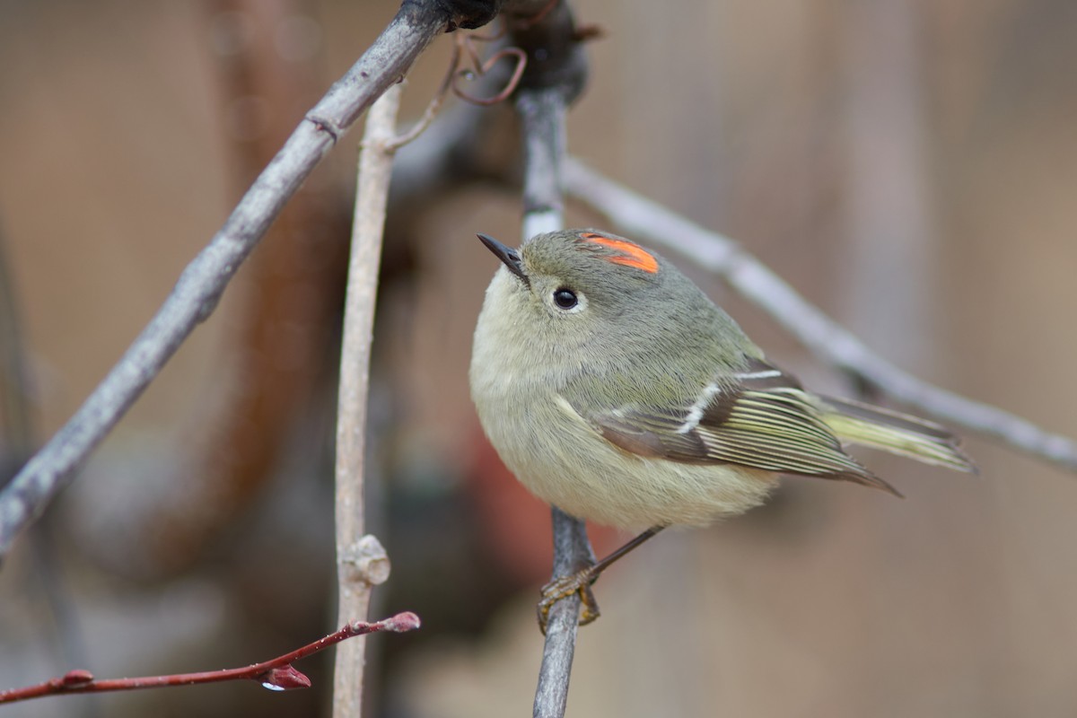 Ruby-crowned Kinglet - Ivan Wiljanen