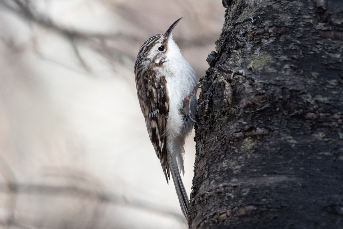 Brown Creeper - ML326299691