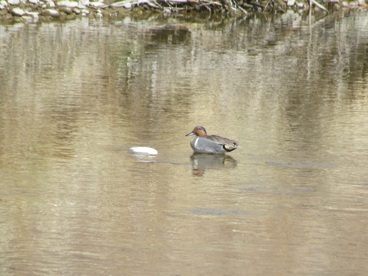 Green-winged Teal - ML326302401