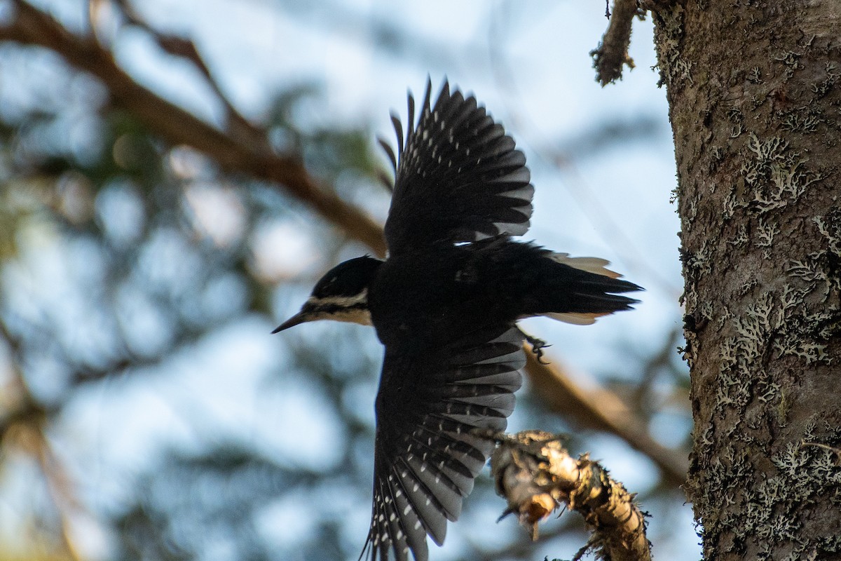 Black-backed Woodpecker - Richard Littauer