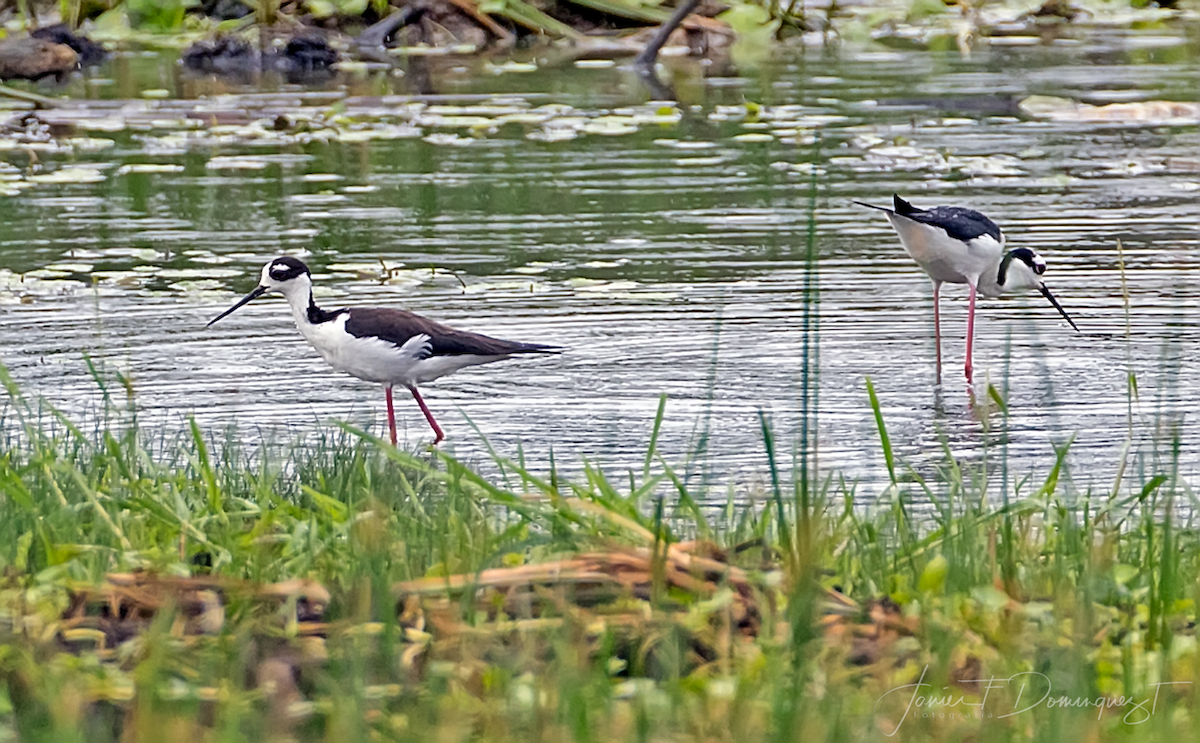 Black-necked Stilt - ML326304211