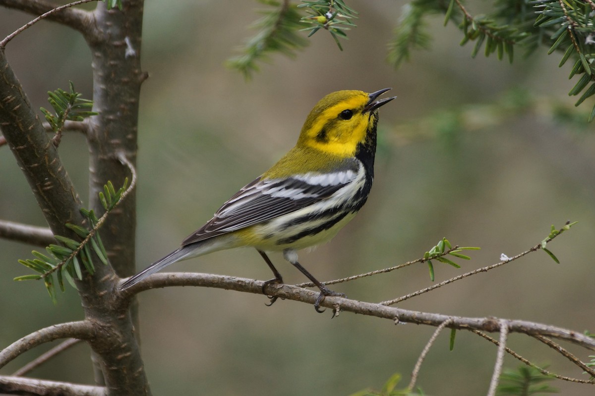 Black-throated Green Warbler - ML326304391