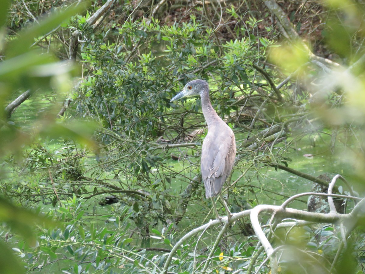 Yellow-crowned Night Heron - Pete Fenner