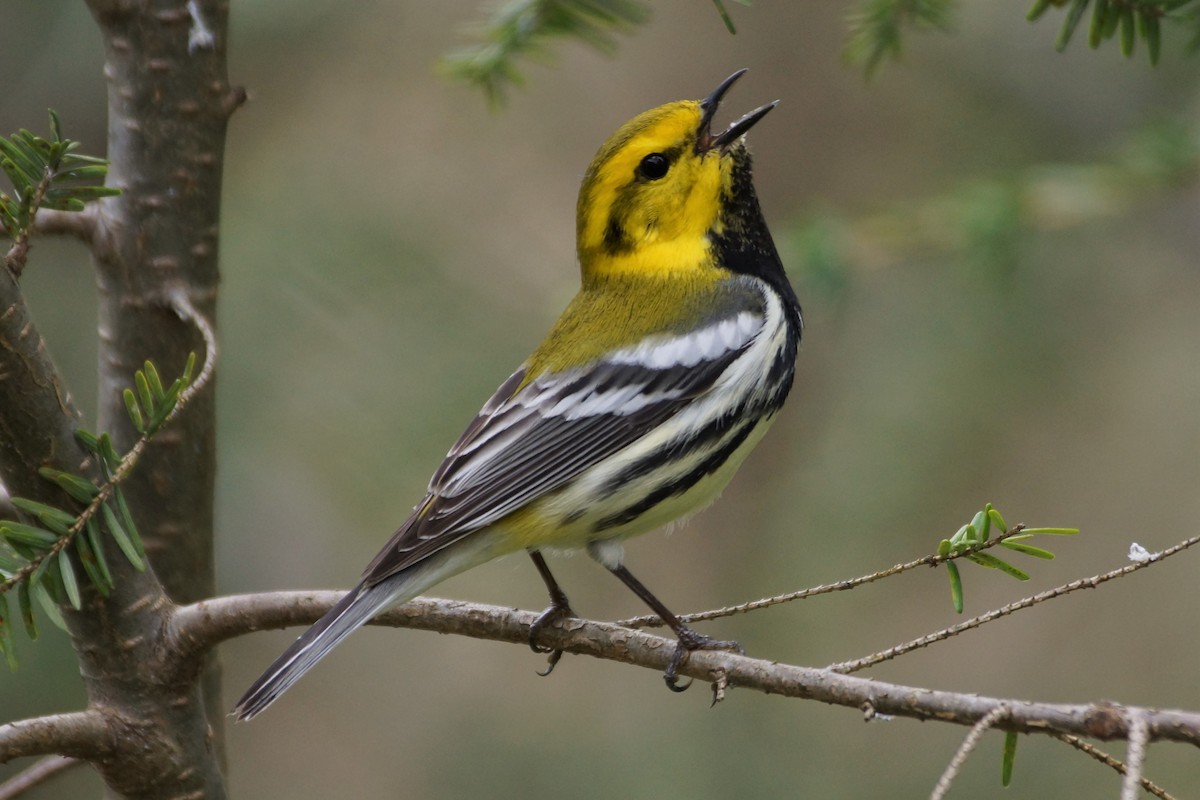 Black-throated Green Warbler - ML326304761