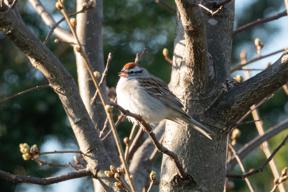 Chipping Sparrow - ML326305521