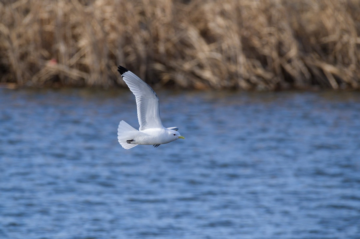 Black-legged Kittiwake - ML326305541