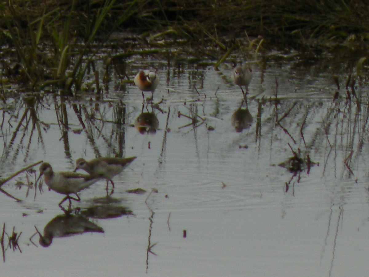 hvithalesvømmesnipe - ML32630681