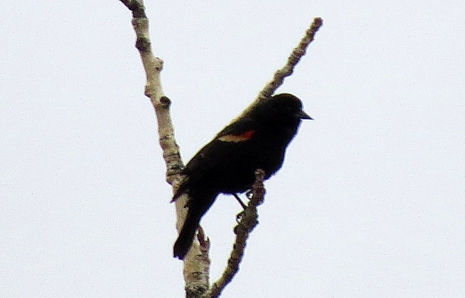 Red-winged Blackbird - ML326307001