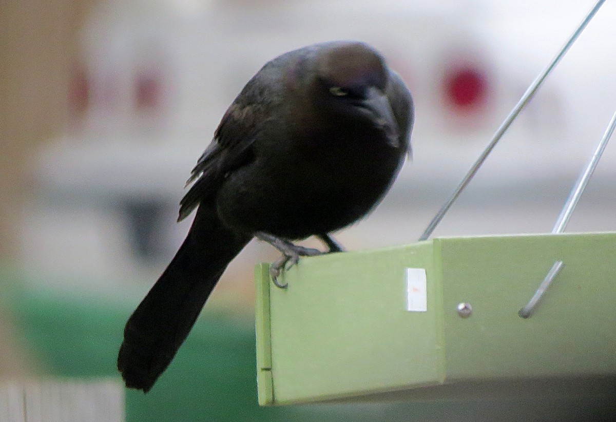 Common Grackle - ML326307121