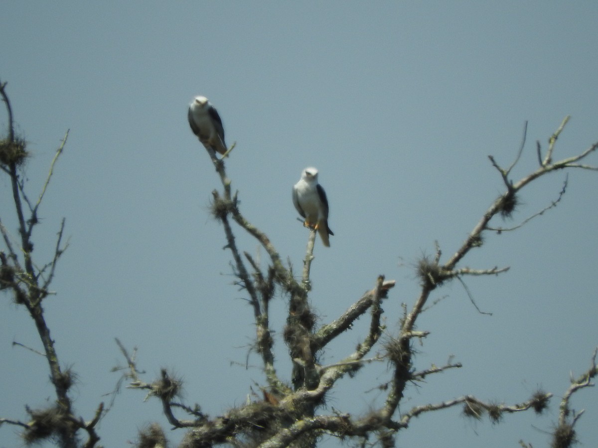 White-tailed Kite - ML326310431