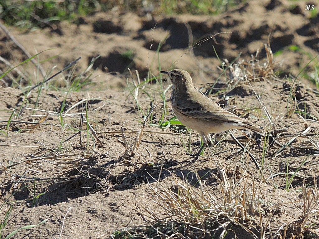 patagoniatunnelfugl - ML32631251