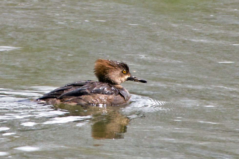 Hooded Merganser - ML326313761