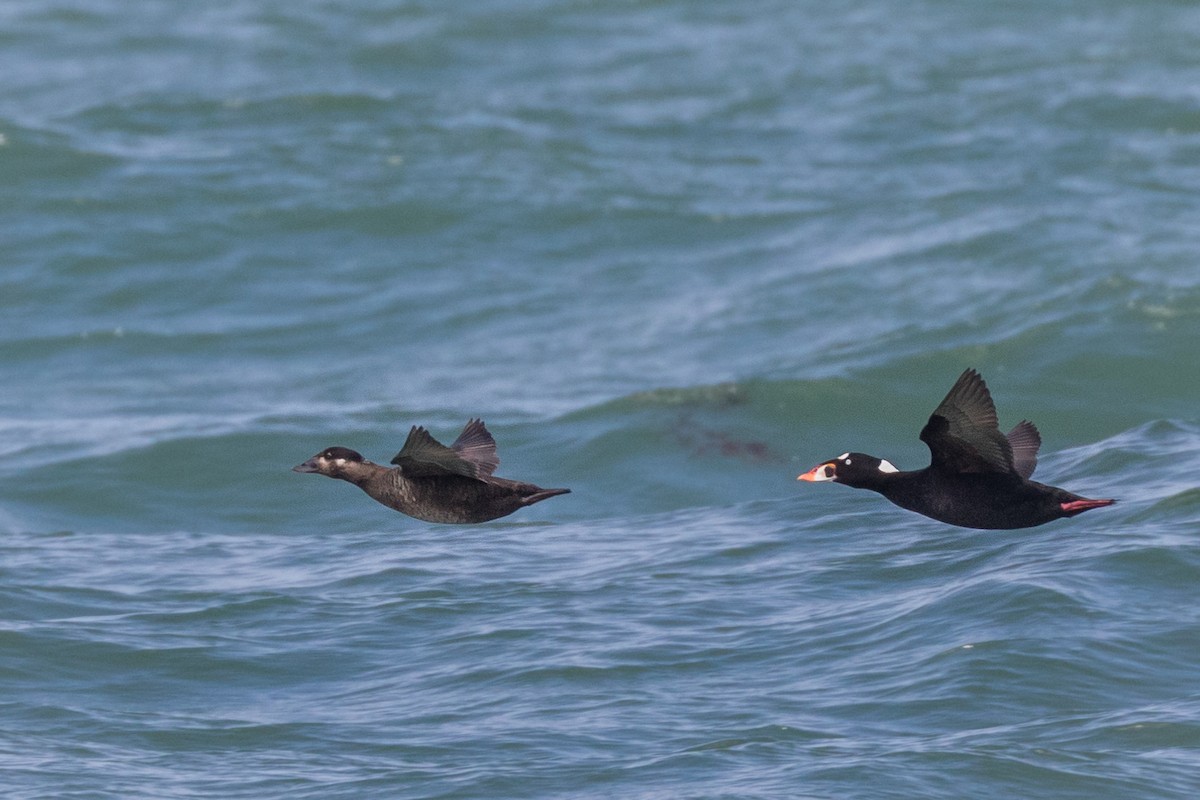 Surf Scoter - Lyall Bouchard